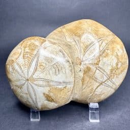 Fossilized Sand Dollar