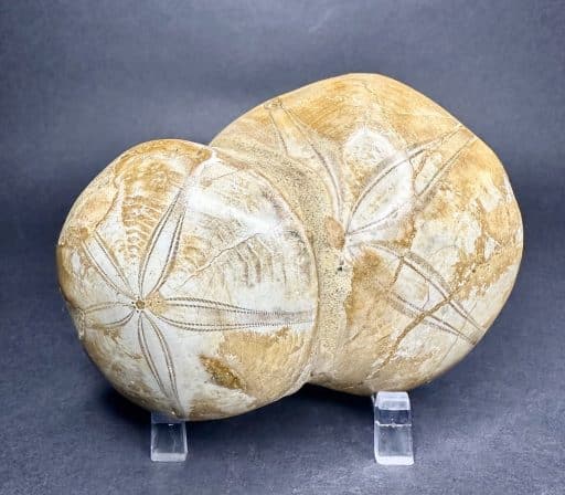 Fossilized Sand Dollar