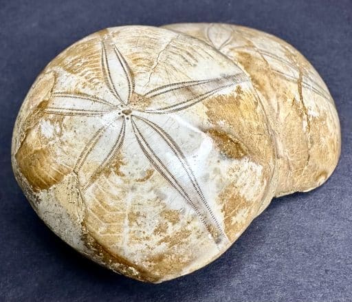 FO109 Fossilized Sand Dollar - Image 4