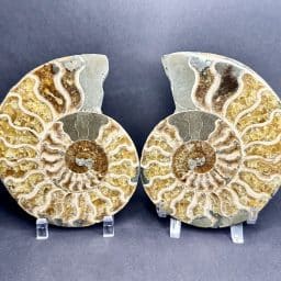 Ammonite