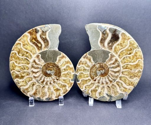 Ammonite