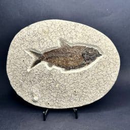 Knightia Fossilized Fish