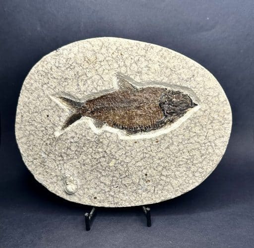 Knightia Fossilized Fish