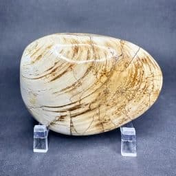 Fossilized Clam