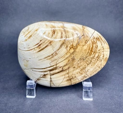 Fossilized Clam