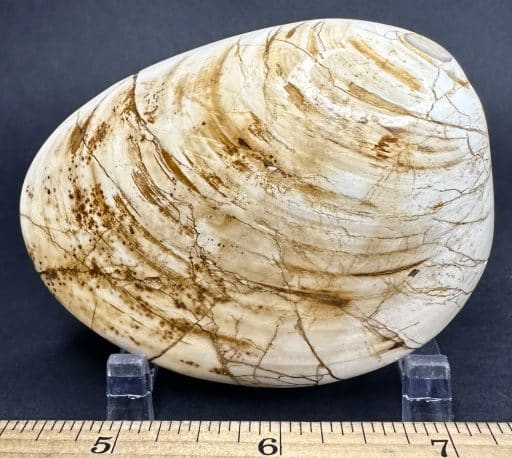 Fossilized Clam