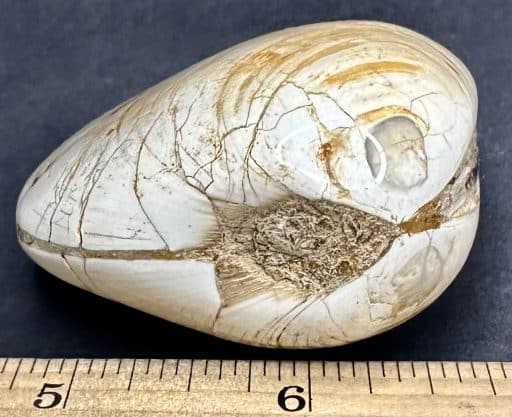 FO204 Fossilized Clam - Image 3