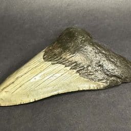 Megalodon Fossil Tooth