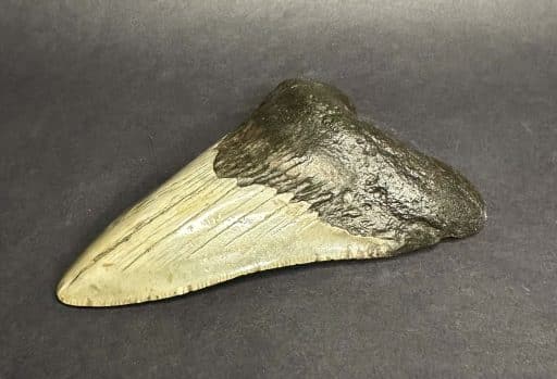 Megalodon Fossil Tooth