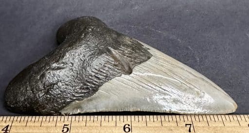 Megalodon Fossil Tooth