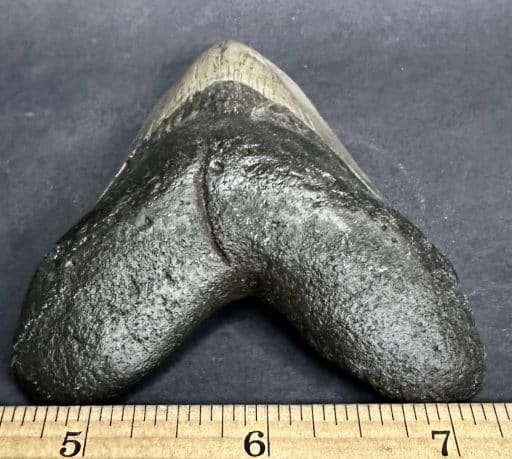 FO530 Megalodon Fossil Tooth - Image 3