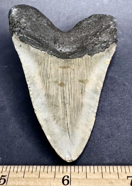 FO530 Megalodon Fossil Tooth - Image 4