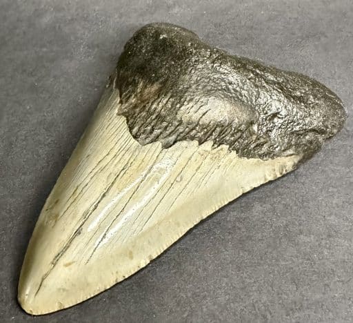 FO530 Megalodon Fossil Tooth - Image 5