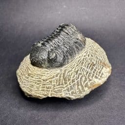 Trilobite