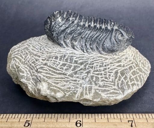 Trilobite