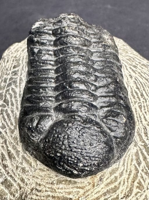 FO700 Trilobite - Image 5