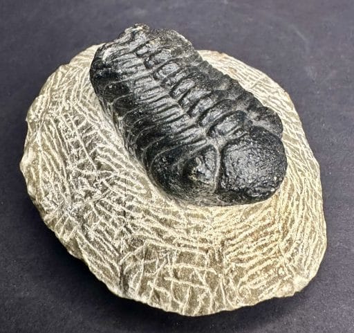 FO700 Trilobite - Image 6