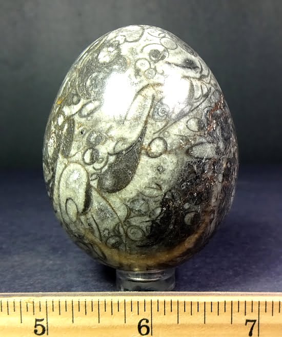 fossil eggs for sale