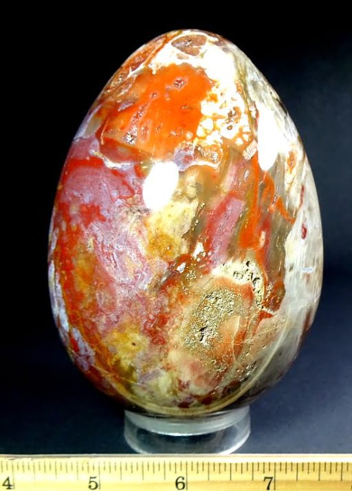 Petrified Wood egg from Madagascar