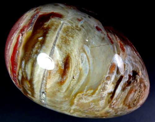 Petrified Wood egg from Madagascar