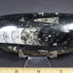 Orthoceras Polished Stone