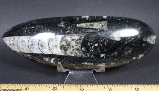 Orthoceras Polished Stone