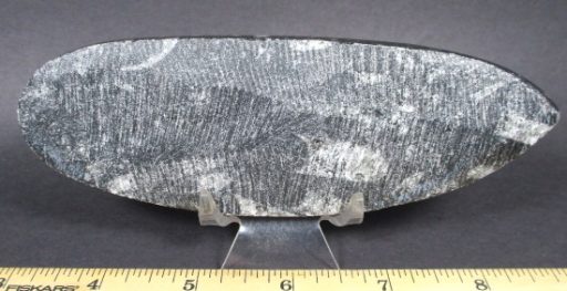 Orthoceras Polished Stone