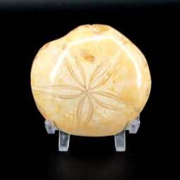 Fossilized Sand Dollar