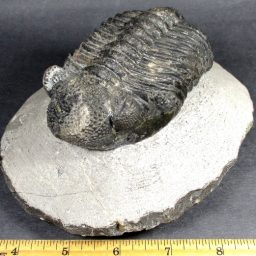 Large Trilobite in Matrix