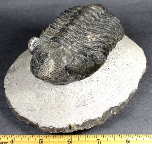 Large Trilobite in Matrix