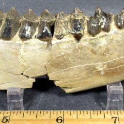 Oreodont Jaw