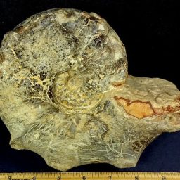 Nautiloid