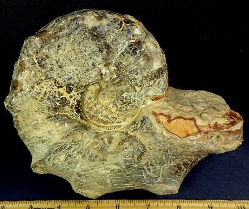 Nautiloid