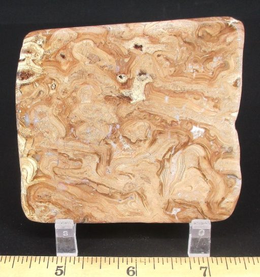 FO115 Stromatolite - Image 2