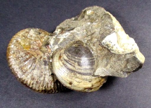 South Dakota Ammonite with Clam