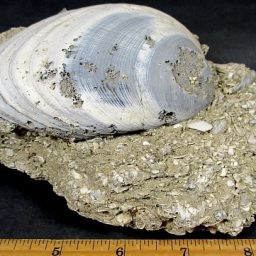 Fossilized Clam