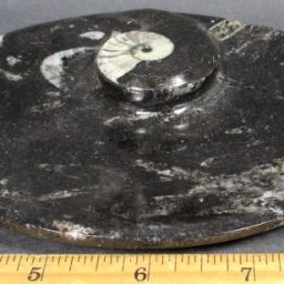 Fossil Dish