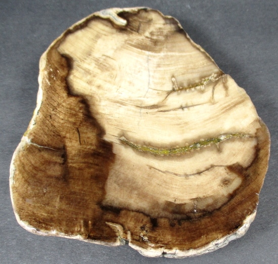 FO207 Petrified Wood Slab - The Rock Shed