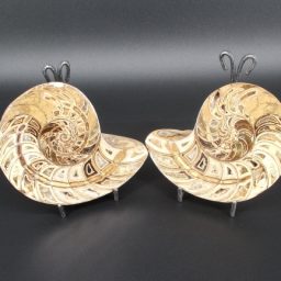 Ammonite Set