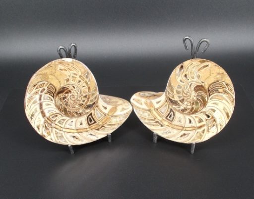 Ammonite Set