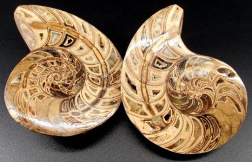 Ammonite Set