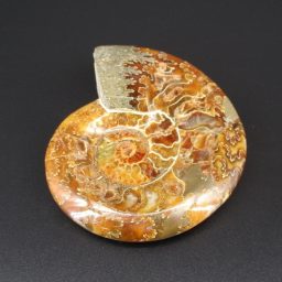 Ammonite Bowl