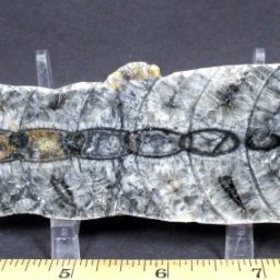 Polished Orthoceras