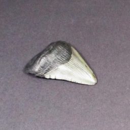 Megalodon Shark Tooth