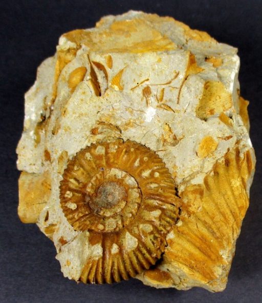 French Ammonite