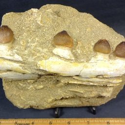 Mosasaur Globiden Tooth Section