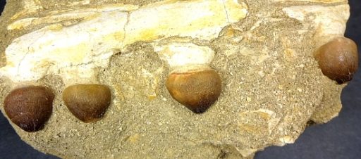 Mosasaur Globiden Tooth Section