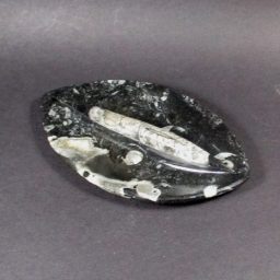 Fossil Dish