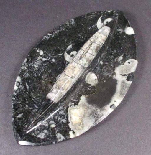 Fossil Dish