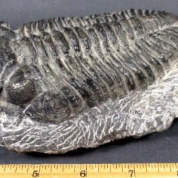 Trilobite